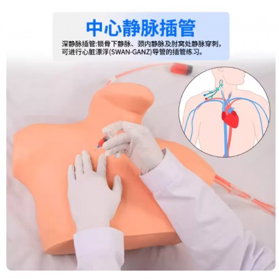 教具：中心静脉穿刺训练模型